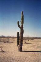 saguaro.jpg (49268 bytes)