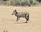 19yote.jpg (24411 bytes)