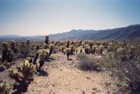 23cholla.jpg (38438 bytes)