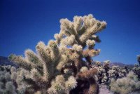 24cholla.jpg (31285 bytes)
