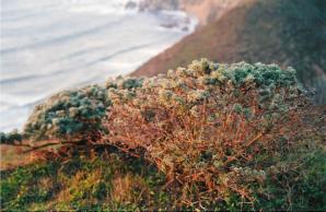 manzanita.jpg (112038 bytes)